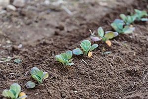 seedlings growing in garden