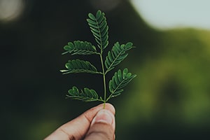 hand holding a leaf