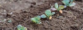 seedlings growing in garden