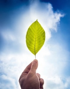 hand holding a leaf to the sky